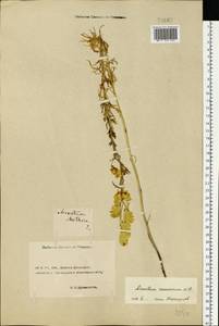 Aconitum anthora L., Eastern Europe, Rostov Oblast (E12a) (Russia)