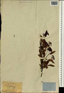 Spiraea japonica L. fil., South Asia, South Asia (Asia outside ex-Soviet states and Mongolia) (ASIA) (Japan)