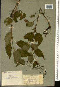 Circaea lutetiana L., Caucasus, Armenia (K5) (Armenia)