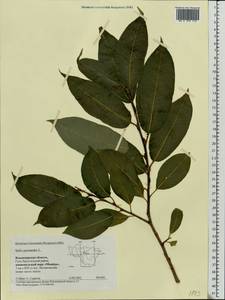 Salix pentandra L., Eastern Europe, Central region (E4) (Russia)