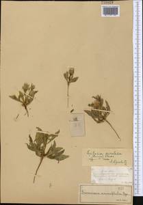 Epilasia acrolasia (Bunge) C. B. Cl., Middle Asia, Syr-Darian deserts & Kyzylkum (M7) (Kazakhstan)