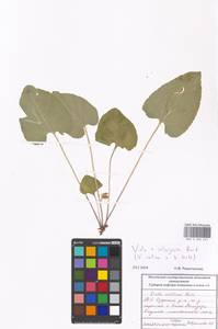 Viola ×interjecta Borbás, Eastern Europe, Moscow region (E4a) (Russia)
