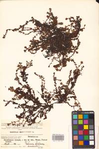 Saxifraga oppositifolia L., Eastern Europe, Northern region (E1) (Russia)