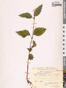 Urtica dioica var. holosericea Fr., Siberia, Chukotka & Kamchatka (S7) (Russia)