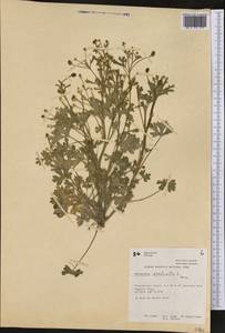 Ranunculus sceleratus L., America (AMER) (Canada)