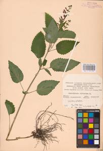 MHA 0 155 310, Scutellaria altissima L., Eastern Europe, North Ukrainian region (E11) (Ukraine)