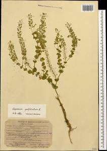 Lepidium perfoliatum L., Caucasus, Stavropol Krai, Karachay-Cherkessia & Kabardino-Balkaria (K1b) (Russia)