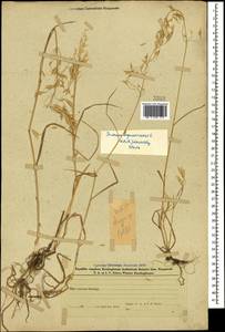 Bromus squarrosus L., Caucasus, Azerbaijan (K6) (Azerbaijan)