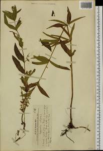 Lysimachia vulgaris L., Siberia, Altai & Sayany Mountains (S2) (Russia)