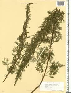 Artemisia abrotanum L., Eastern Europe, Moscow region (E4a) (Russia)