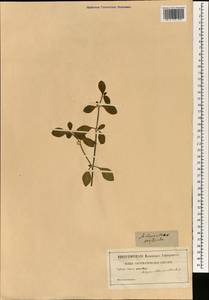 Cyathula prostrata (L.) Blume, South Asia, South Asia (Asia outside ex-Soviet states and Mongolia) (ASIA) (Not classified)