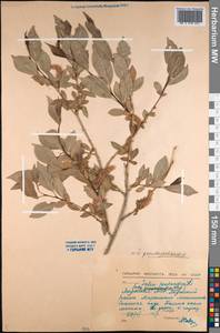 Salix pseudopentandra (Flod.) Flod., Siberia, Yakutia (S5) (Russia)