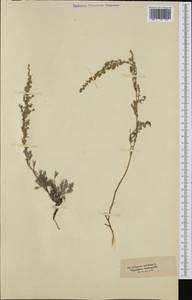 Artemisia maritima L., Western Europe (EUR) (Not classified)