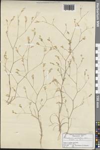 Bupleurum pulchellum Boiss. & Heldr., South Asia, South Asia (Asia outside ex-Soviet states and Mongolia) (ASIA) (Turkey)