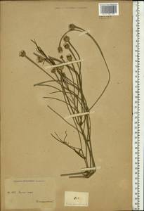 Picris pauciflora Willd., Eastern Europe, South Ukrainian region (E12) (Ukraine)
