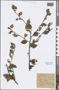 Betula fruticosa Pall., Siberia, Baikal & Transbaikal region (S4) (Russia)