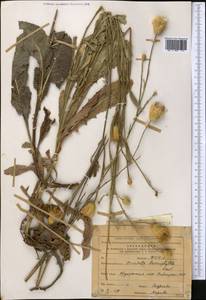 Klasea lycopifolia (Vill.) Á. Löve & D. Löve, Middle Asia, Northern & Central Tian Shan (M4) (Kyrgyzstan)