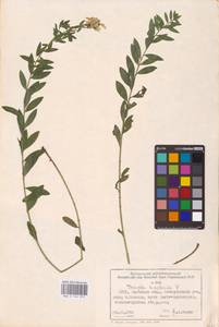 Genista tinctoria L., Eastern Europe, West Ukrainian region (E13) (Ukraine)