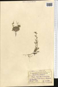 Pseudoclausia olgae (Regel & Schmalh.) Botsch., Middle Asia, Western Tian Shan & Karatau (M3) (Kazakhstan)