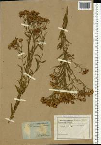 Galatella sedifolia subsp. sedifolia, Eastern Europe, South Ukrainian region (E12) (Ukraine)