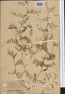 Vicia michauxii Spreng., Middle Asia, Western Tian Shan & Karatau (M3) (Kazakhstan)