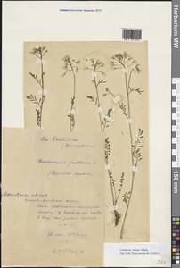 Cardamine pratensis subsp. dentata (Schult.) Čelak., Eastern Europe, Moscow region (E4a) (Russia)