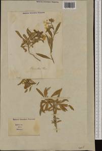 Erysimum × cheiri (L.) Crantz, Western Europe (EUR) (Italy)