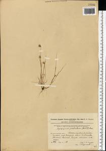 Eremopyrum triticeum (Gaertn.) Nevski, Eastern Europe, Eastern region (E10) (Russia)