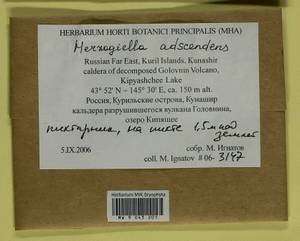 Aquilonium adscendens (Lindb.) Hedenäs, Schlesak & D. Quandt, Bryophytes, Bryophytes - Russian Far East (excl. Chukotka & Kamchatka) (B20) (Russia)