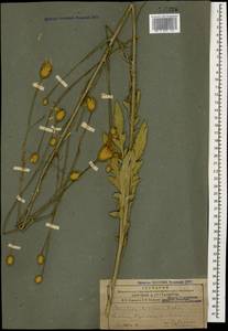 Klasea coriacea (Fisch. & C. A. Mey.) Holub, Caucasus, Armenia (K5) (Armenia)