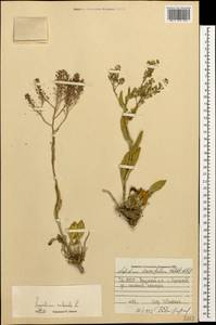 Lepidium cartilagineum (J. Mayer) Thell., Caucasus, North Ossetia, Ingushetia & Chechnya (K1c) (Russia)