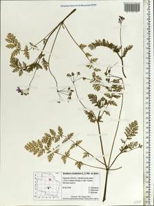 Erodium cicutarium, Eastern Europe, North-Western region (E2) (Russia)