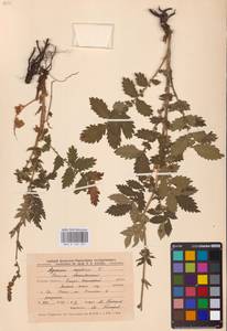 Agrimonia eupatoria L., Eastern Europe, Central forest-and-steppe region (E6) (Russia)