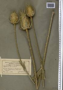 Dipsacus laciniatus L., Middle Asia, Western Tian Shan & Karatau (M3) (Kyrgyzstan)