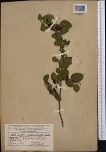 Cotoneaster melanocarpus G. Lodd., Middle Asia, Western Tian Shan & Karatau (M3) (Kyrgyzstan)