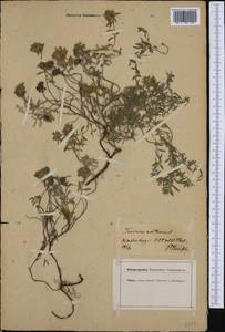 Teucrium montanum L., Western Europe (EUR) (Germany)
