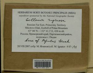 Gollania ruginosa (Mitt.) Broth., Bryophytes, Bryophytes - Russian Far East (excl. Chukotka & Kamchatka) (B20) (Russia)