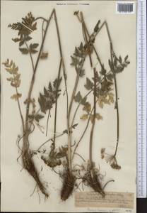 Seseli mucronatum (Schrenk) Pimenov & Sdobnina, Middle Asia, Northern & Central Tian Shan (M4) (Kazakhstan)