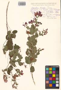 Lespedeza bicolor Turcz., Siberia, Russian Far East (S6) (Russia)