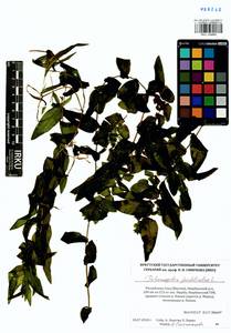 Potamogeton perfoliatus L., Siberia, Yakutia (S5) (Russia)