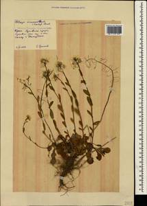 Noccaea macrantha (Lipsky) F.K. Mey., Crimea (KRYM) (Russia)
