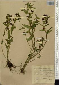 Pedicularis resupinata L., Siberia, Yakutia (S5) (Russia)