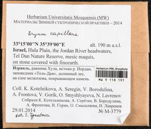 Rosulabryum capillare (Hedw.) J.R. Spence, Bryophytes, Bryophytes - Asia (outside ex-Soviet states) (BAs) (Israel)