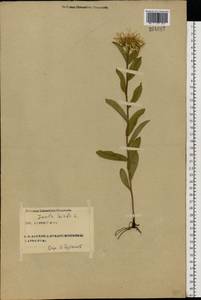 Pentanema hirtum (L.) D. Gut. Larr., Santos-Vicente, Anderb., E. Rico & M. M. Mart. Ort., Eastern Europe, Central forest-and-steppe region (E6) (Russia)