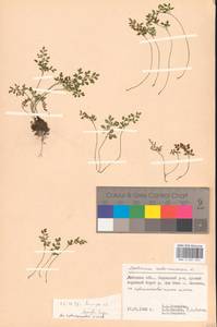 Asplenium ruta-muraria L., Eastern Europe, Central forest-and-steppe region (E6) (Russia)