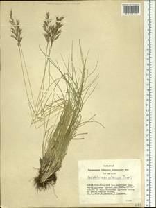 Helictotrichon desertorum (Less.) Pilg., Siberia, Altai & Sayany Mountains (S2) (Russia)