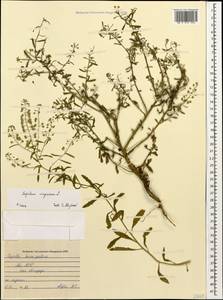 Lepidium virginicum L., Caucasus, Abkhazia (K4a) (Abkhazia)