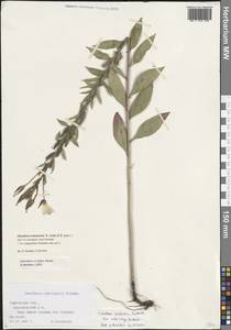 Oenothera × fallax Renner, Eastern Europe, Central forest-and-steppe region (E6) (Russia)