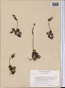 Pyrola grandiflora Radius, America (AMER) (Greenland)