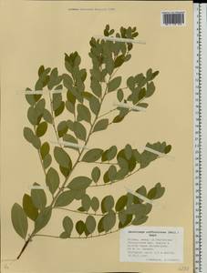 Flueggea suffruticosa (Pall.) Baill., Eastern Europe, Moscow region (E4a) (Russia)
